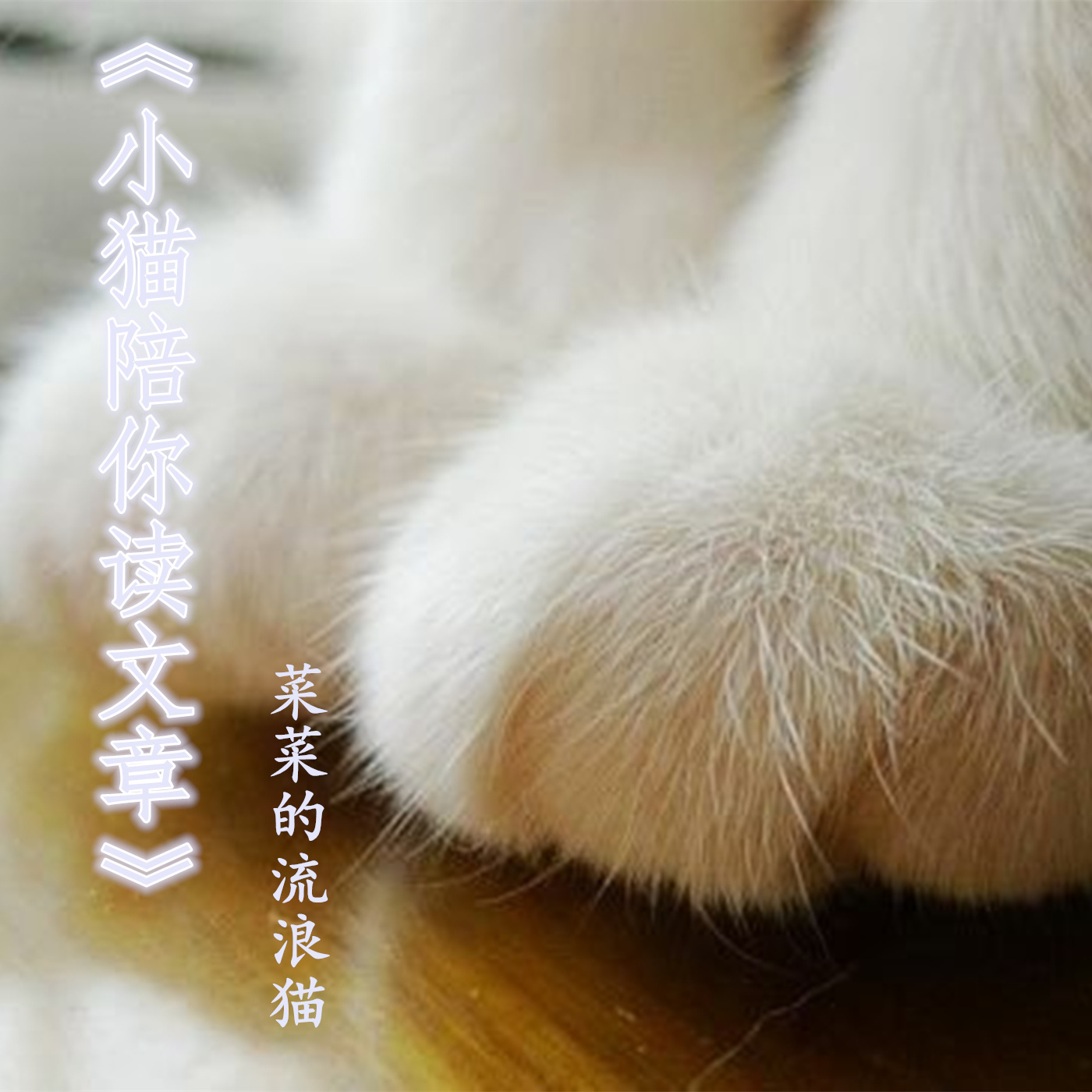 《小猫陪你读文章》