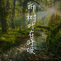 听 树叶在呼吸