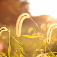 音浪部落-刀砍油条