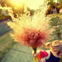 一花一世界-幻音