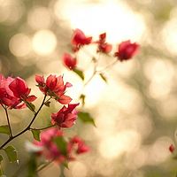 动漫嘉年华 刘博伟