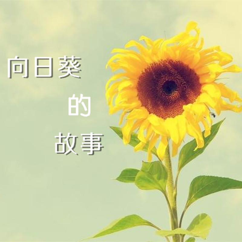 向日葵的故事