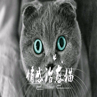 情感治愈猫