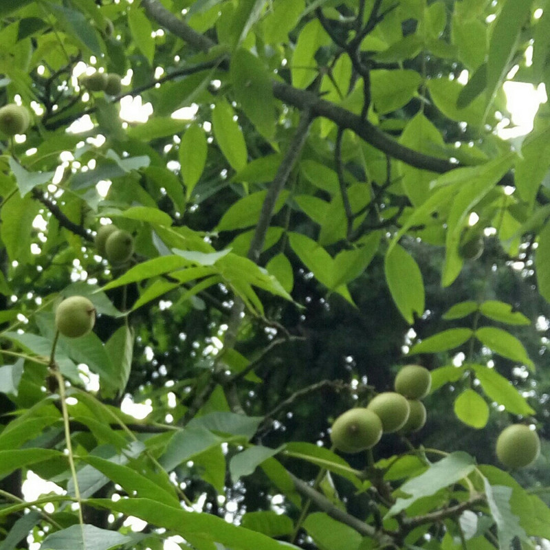 我姓简  却剪不断这一切
