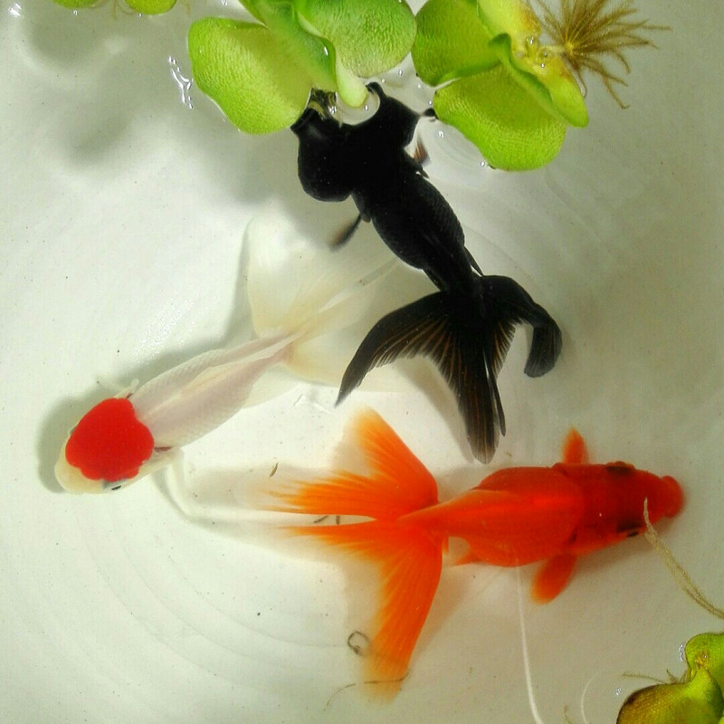 须弥喵