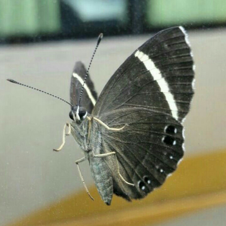 昆仑