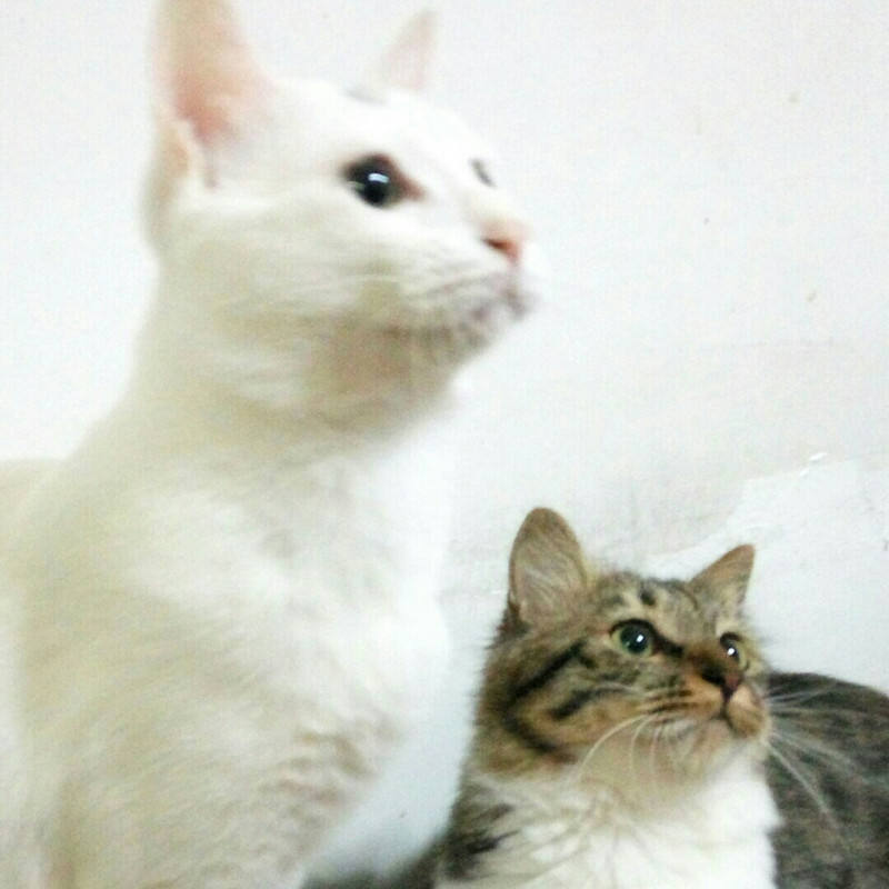 王生