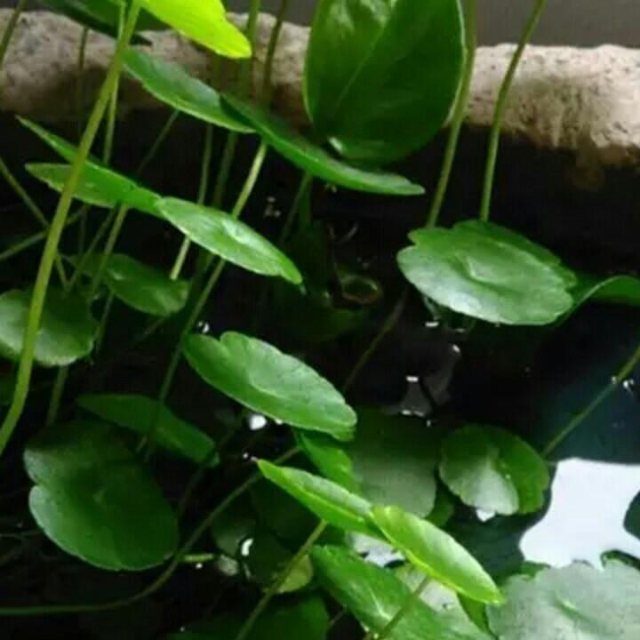 ～凤～