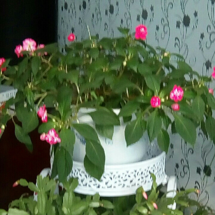 太阳