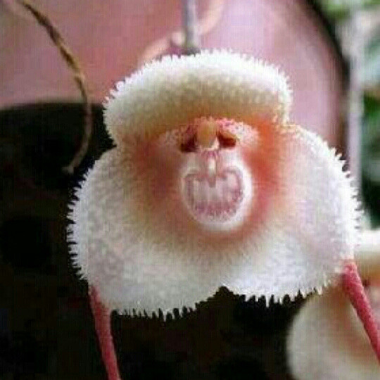 周晓峰