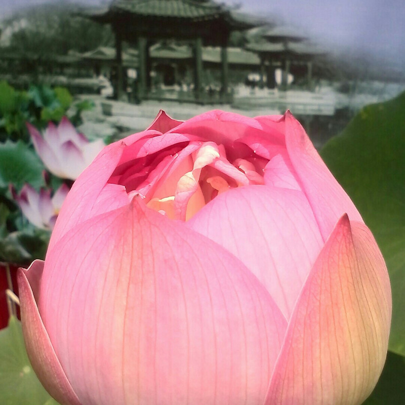 小闫