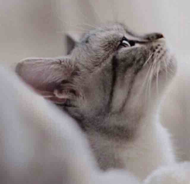 大叔的小猫咪
