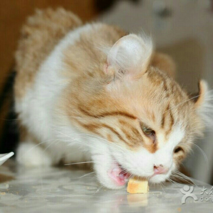 小馋猫