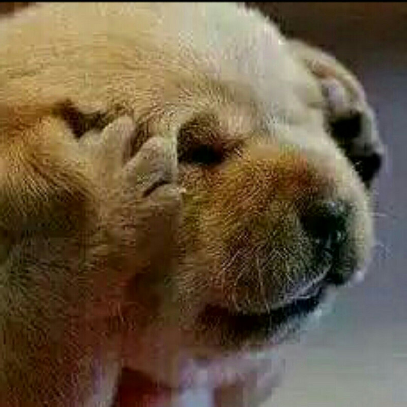 张恩杨