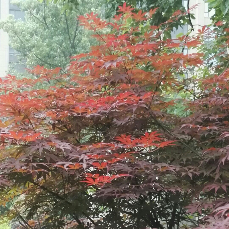 荣