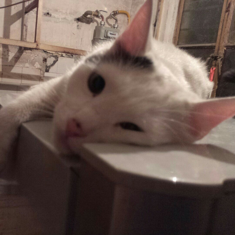 顾小黑