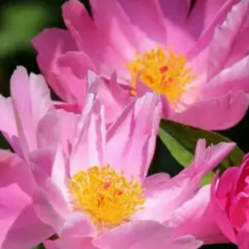 薰衣草