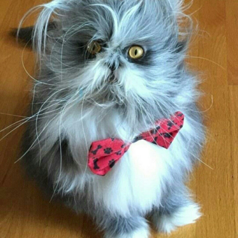 小满儿