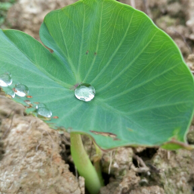 樱木は