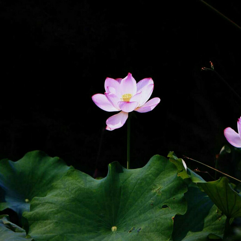 平淡生活