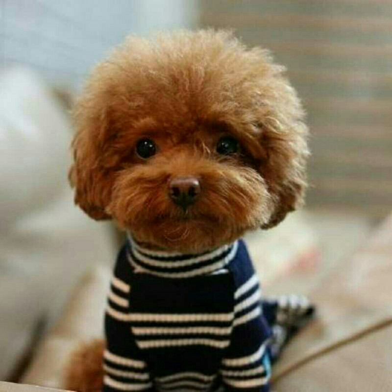 乌鲁木齐_红叶 大可乐
