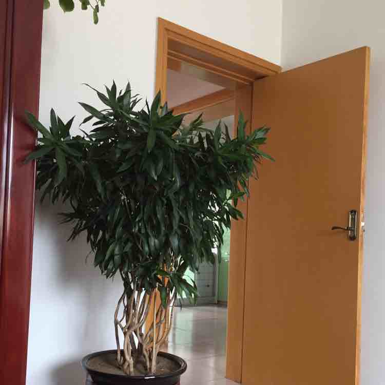飞鹰