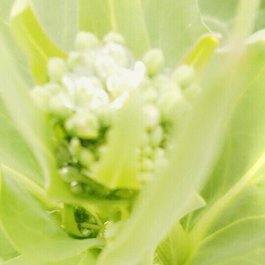 HAI.   sHANG.  HUA⊙﹏⊙