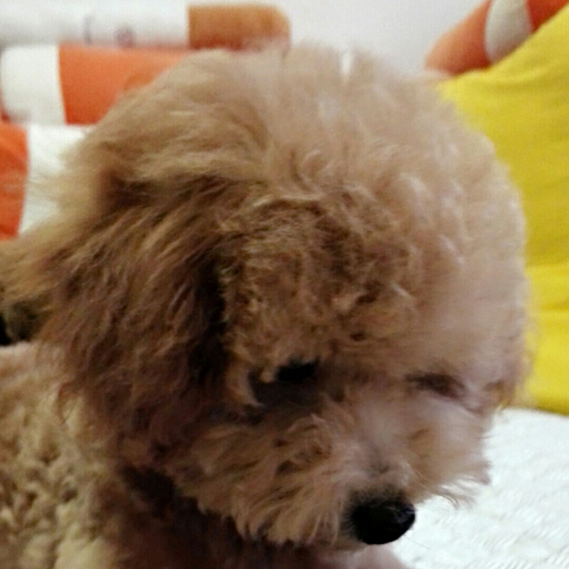 大橙橙橙子