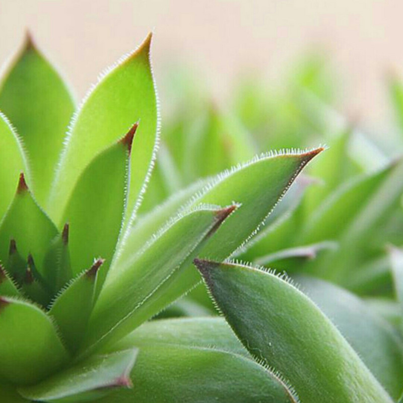 草儿的春天