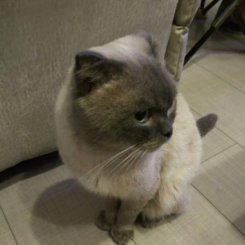 阿泰