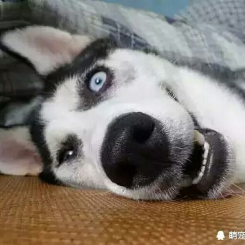 清风smile