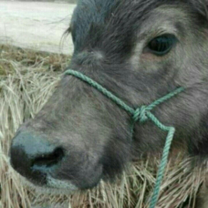 怀念故乡