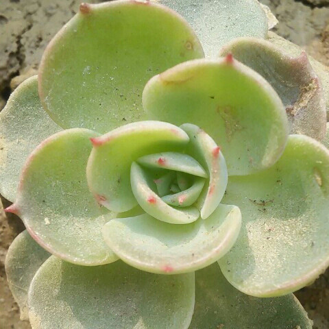 晨阳