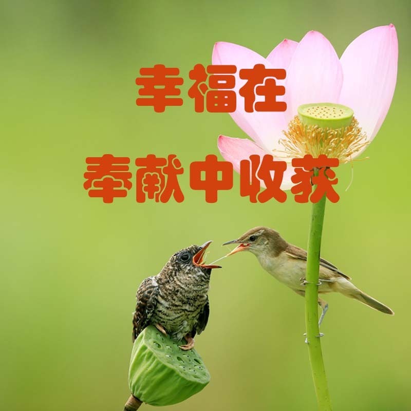 幸福在奉献中收获