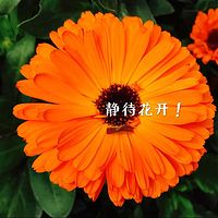静待花开