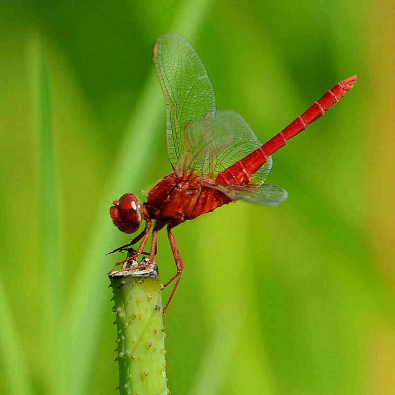 孤独的红蜻蜓