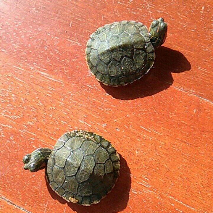 木日一