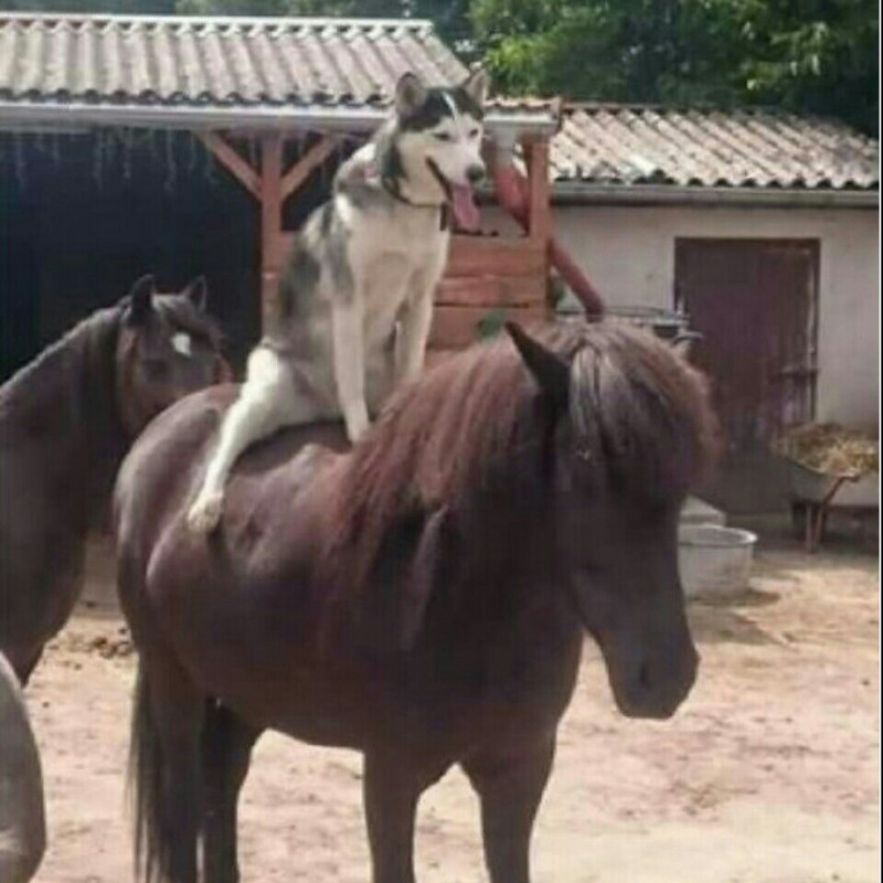 羊习习