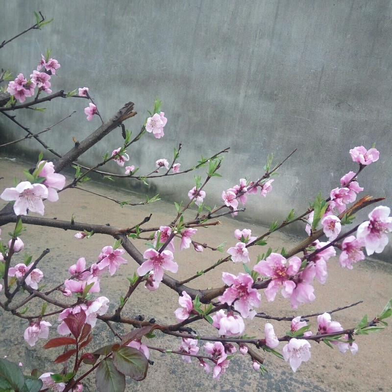 清风