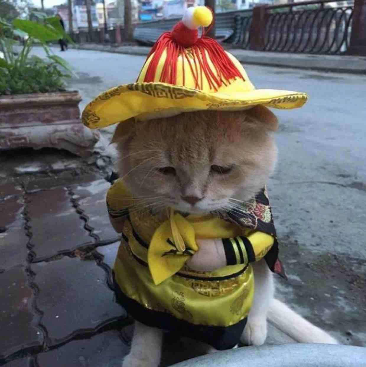 聪丛葱匆