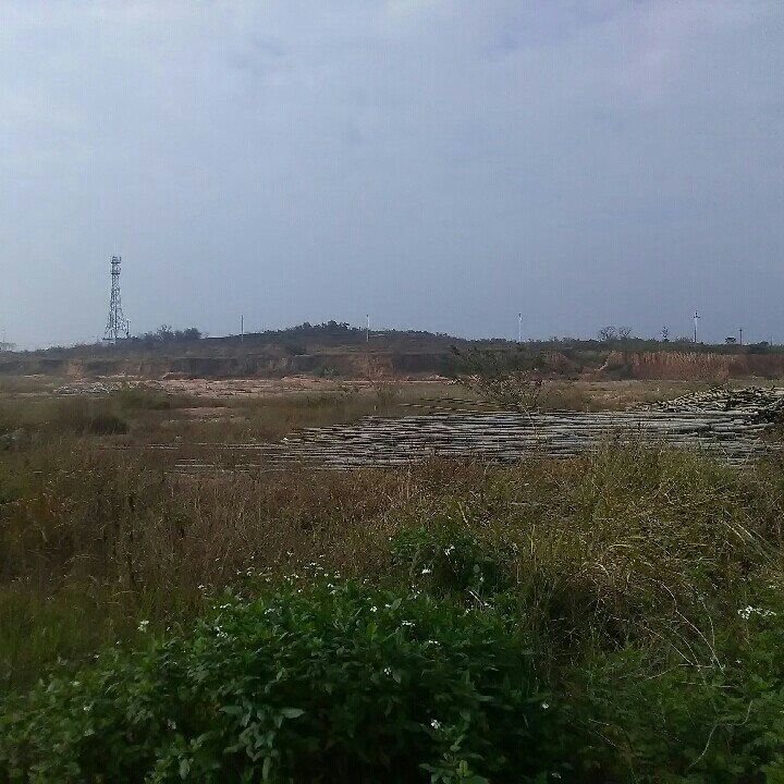 森林