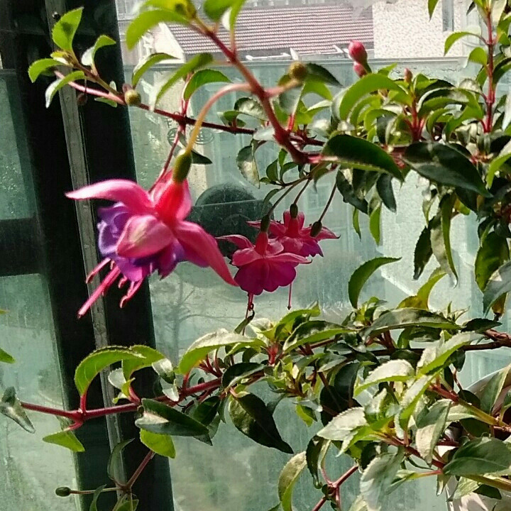 老苏