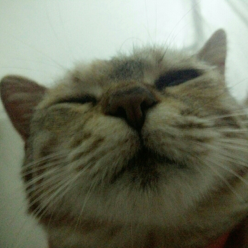 淡粉