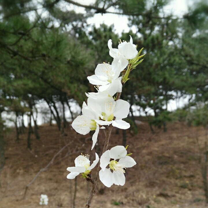 清心