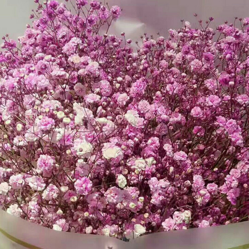 秋Ling草