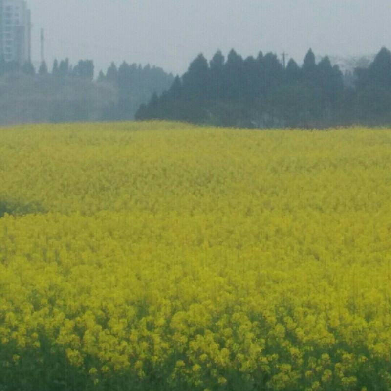  陌微