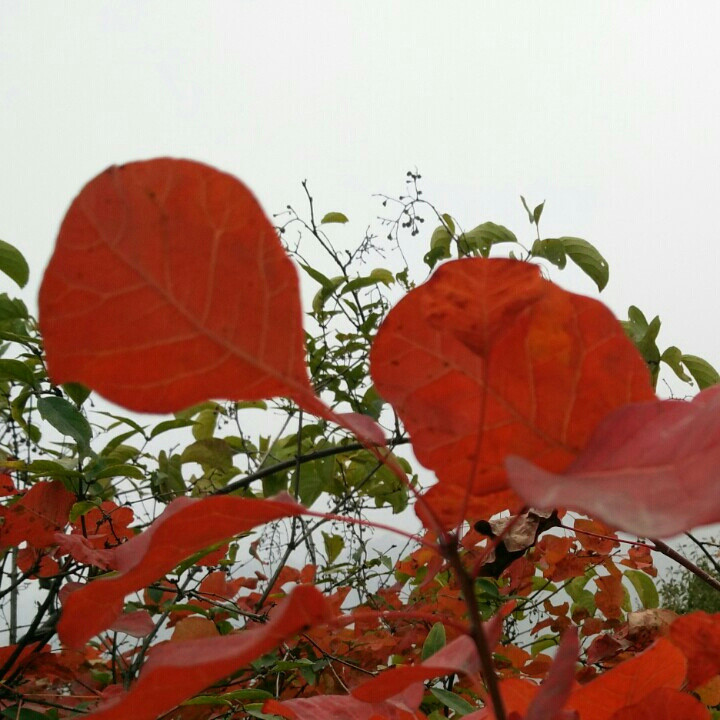 果果