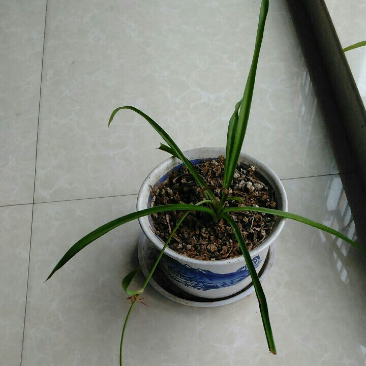 孤雁之歌