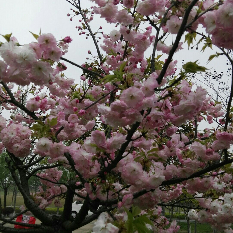 沈玉华