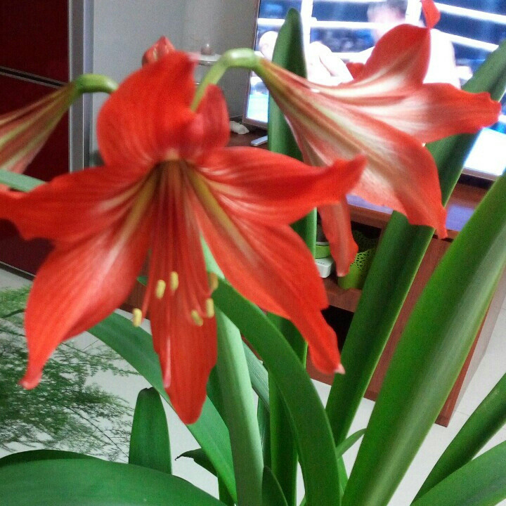 九月菊